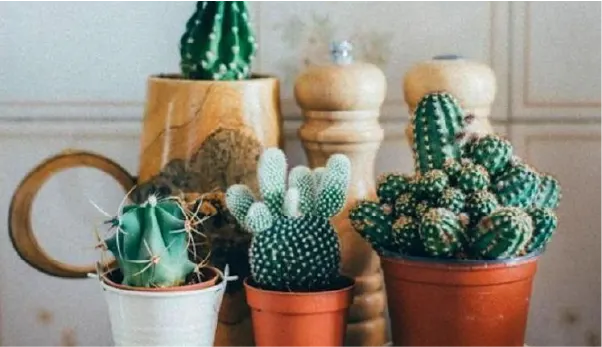 نباتات الظل