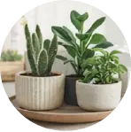 نباتات منزلية