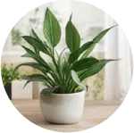 نباتات سهلة العناية