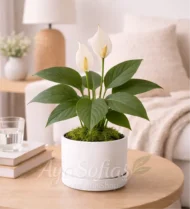 ⁦زنبقة السلام⁩ - الصورة ⁦7⁩