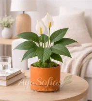 ⁦زنبقة السلام⁩ - الصورة ⁦6⁩