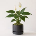 زنبقة السلام