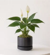 زنبقة السلام