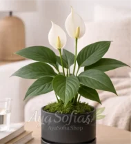 ⁦زنبقة السلام⁩ - الصورة ⁦4⁩