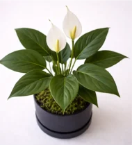 ⁦زنبقة السلام⁩ - الصورة ⁦3⁩