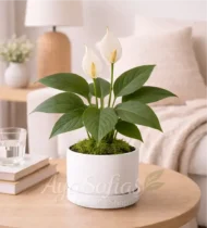 ⁦زنبقة السلام⁩ - الصورة ⁦2⁩